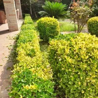 هرس سمپاشی گلکاری علف تراشی چمن کاری کوددهی|خدمات باغبانی و درختکاری|نوشهر, |دیوار