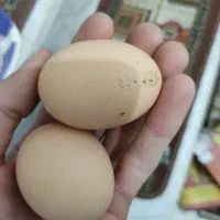 تخم مشکی تخم مرغ مشکی صدرصد ارگانیک طبیعی|خوردنی و آشامیدنی|کرج, کیانمهر|دیوار