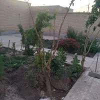 فروش منزل ویلایی|فروش خانه و ویلا|آباده, |دیوار