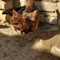 مرغ خروس لاری  مینیاتوری اوردک سوز گرده وخارجی