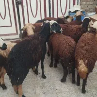 یازده راس بره ماده درجه یک