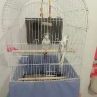 طوطی عروس هلندی نروماده