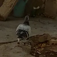 کبوتر گمشده|حیوانات|بجنورد, |دیوار