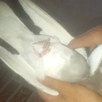 کبوتر|پرنده|زاهدان, |دیوار
