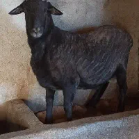 قوچ رومانوف اصیل