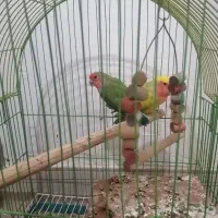 طوطی برزیلی نروماده|پرنده|هشتگرد, شهرک بعثت|دیوار