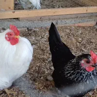 مرغ و خروس جاپنیز مینیاتوری