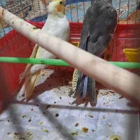 عروس هلندی جوجه رام و دستی سن دو ماهه|پرنده|ری, دولتآباد|دیوار