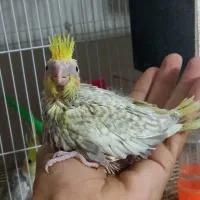 جوجه عروس هلندی