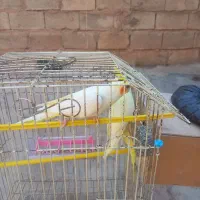 یی جفت عروس هلندی مولد قیمت ۲۵۰۰۰۰۰|پرنده|مسجد سلیمان, |دیوار