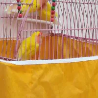 قفس کوتوله سر هلویی مولد|پرنده|خمینی‌شهر, |دیوار