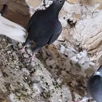 کبوتر|پرنده|اقبالیه, |دیوار