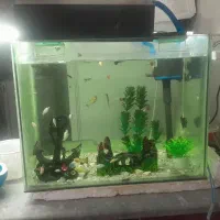 اکواریوم همراه با همه وسایل و ماهی هاش