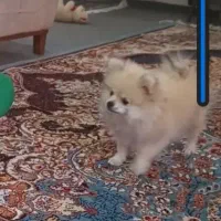 سگ پامر|سگ|سبزوار, باهنر|دیوار