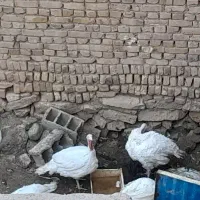 بوقلمون گوشتی