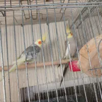 عروس هلندی