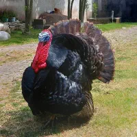 بوقلمون برنز اصل