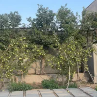 *اجاره ویلا 650m جابان دماوند،خاص برای خاص‌پسندها*|اجارهٔ خانه و ویلا|دماوند, دماوند|دیوار