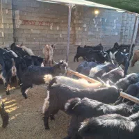 کهره نر سبک وزن