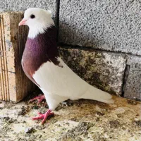 کبوتر طوقی سرخ نر