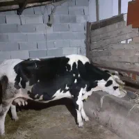 گاو هلشتاین شیری|حیوانات مزرعه|ماسال, |دیوار