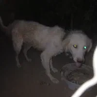سگ درشت