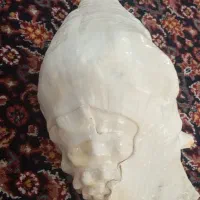 صدف دریایی سایز بزرگ|صنایع دستی و سایر لوازم تزئینی|ری, جوانمرد قصاب|دیوار