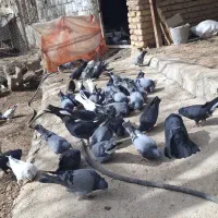 کفتر پر معامله با مرغ یا وسیله ای ک بکارم بیاد