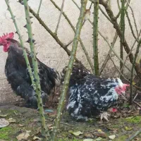 مرغ و خروس کوشین|حیوانات مزرعه|خشکبیجار, |دیوار