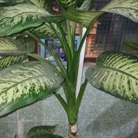 فروش گلهای آپارتمانی طبیعی