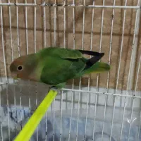 طوطی برزیلی|پرنده|مرند, |دیوار