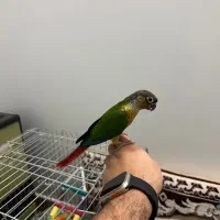 طوطی گرینچیک|پرنده|امامزاده عبدالله, |دیوار