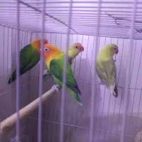 کوتوله فروشی|پرنده|تربت جام, حافظ|دیوار