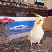 عروس هلندی