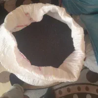 بذر پیاز سایروس ،مینروا،تاکی