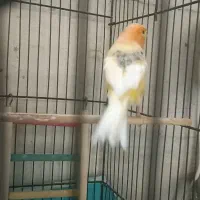 قناری ماده آماده ابلق