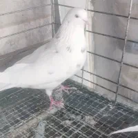 کبوتر|پرنده|اصفهان, بوستان ناژوان|دیوار