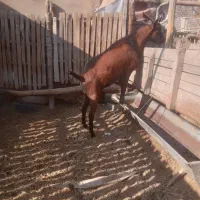 نربز آلپاین