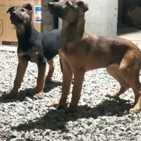 مالینویز دوبرمن