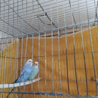 مرغ عشق