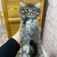 بچه گربه‌ی پرشین دال فیس