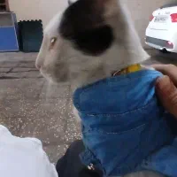 گربه سفید سیاه گمشده با قلاده زرد