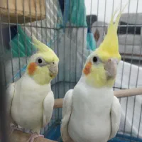 عروس هلندی|پرنده|شیراز, سلطان آباد|دیوار