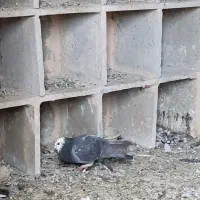 پلاکی کله سفید همه چی تموم