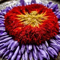 در منزل خودم انجام میدم|خدمات پیشه و مهارت|بیرجند, |دیوار