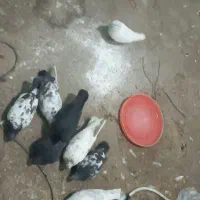 کبوتر ساعتی