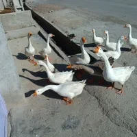غاز|حیوانات مزرعه|اردبیل, |دیوار