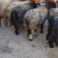 فروش میش بختیاری.( بز میش بره بزغاله)|حیوانات مزرعه|اردل, |دیوار