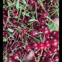 زمین جاده چالوس