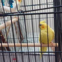 عروس هلندی نر و ماده دستی تمیز و سالم